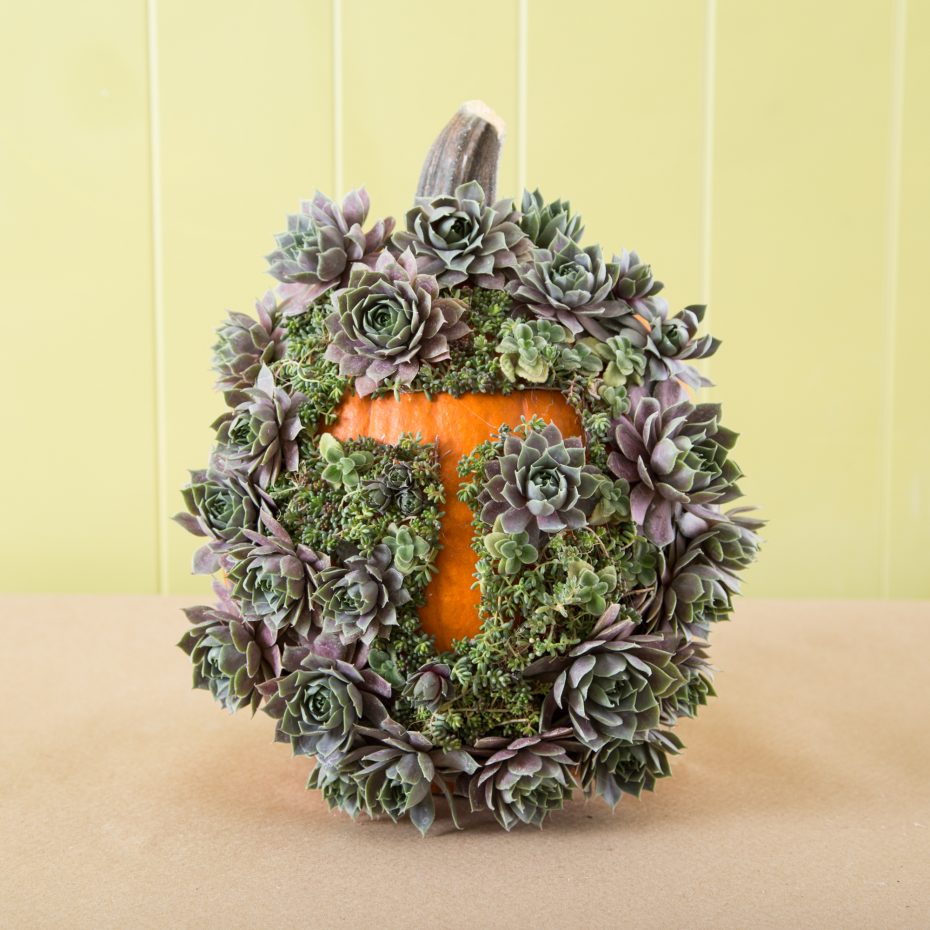 monogram outlined with succulents on pumpkin unique decorating idea