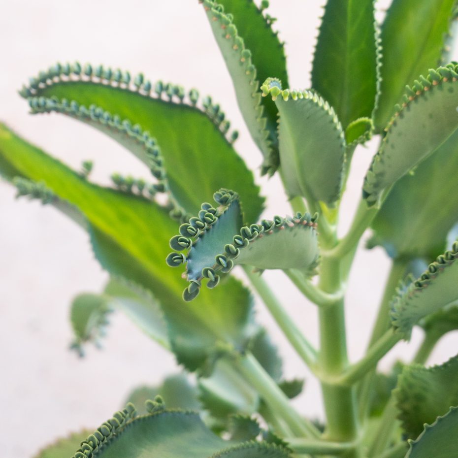 kalanchoe daigremontiana easily grows propagates new babies mother of thousands