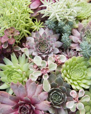 mountain crest gardens cold hardy succulents