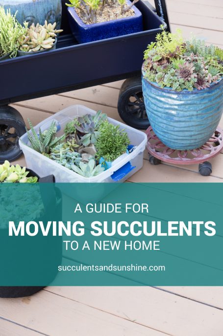 moving succulents long distances new home