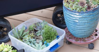 moving succulents planters bins