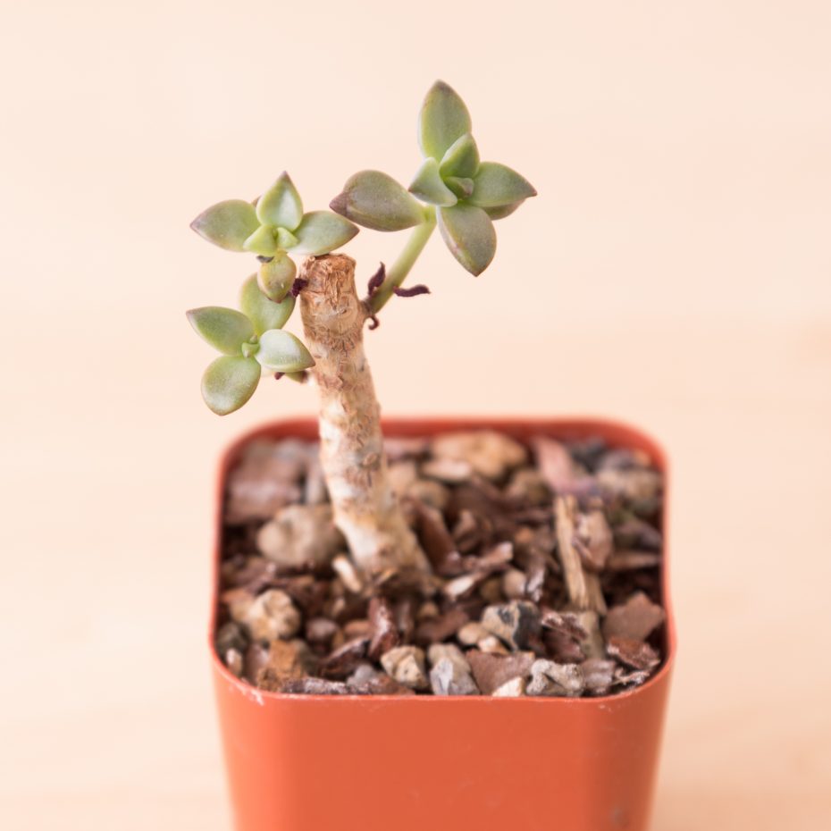 new growth succulent stem after cutting baby growth