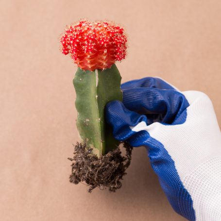 nitrile gloves moon cactus planting