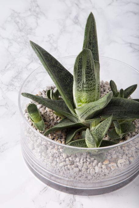 gasteria marble glass container no drainage watering tips