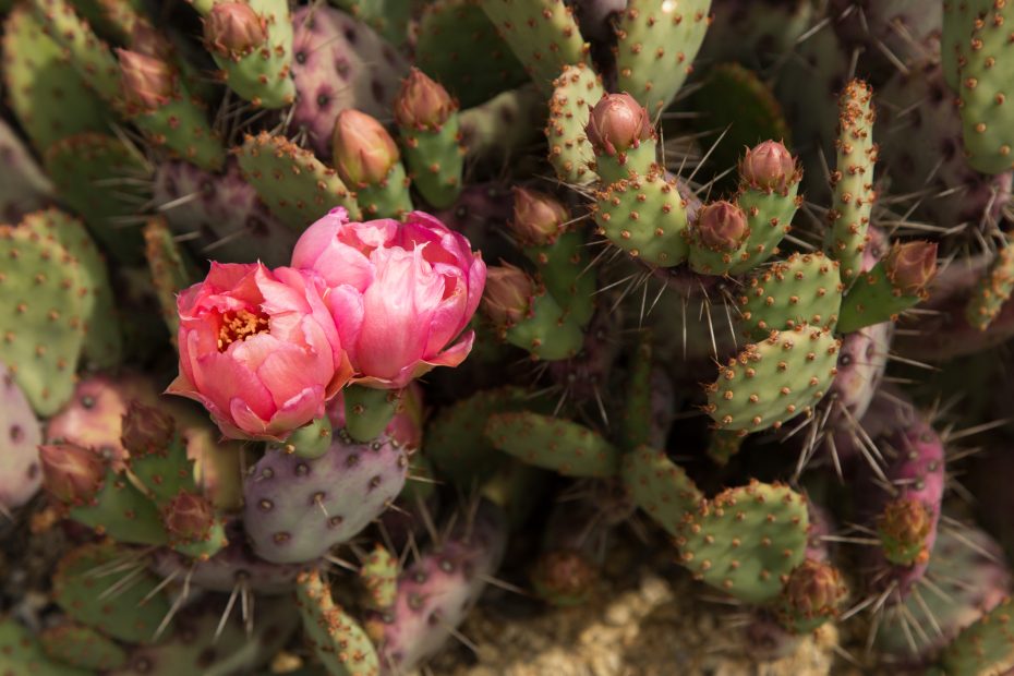 baby rita opuntia pink blossoms