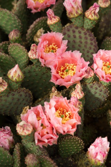 opuntia rose-like flower blooms orange chiffon spring winter dormant