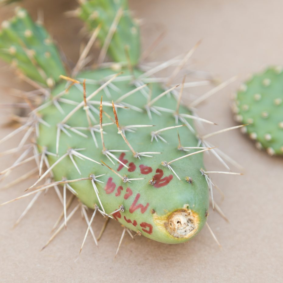 grand mesa peach opuntia cactus pad ready to propagate