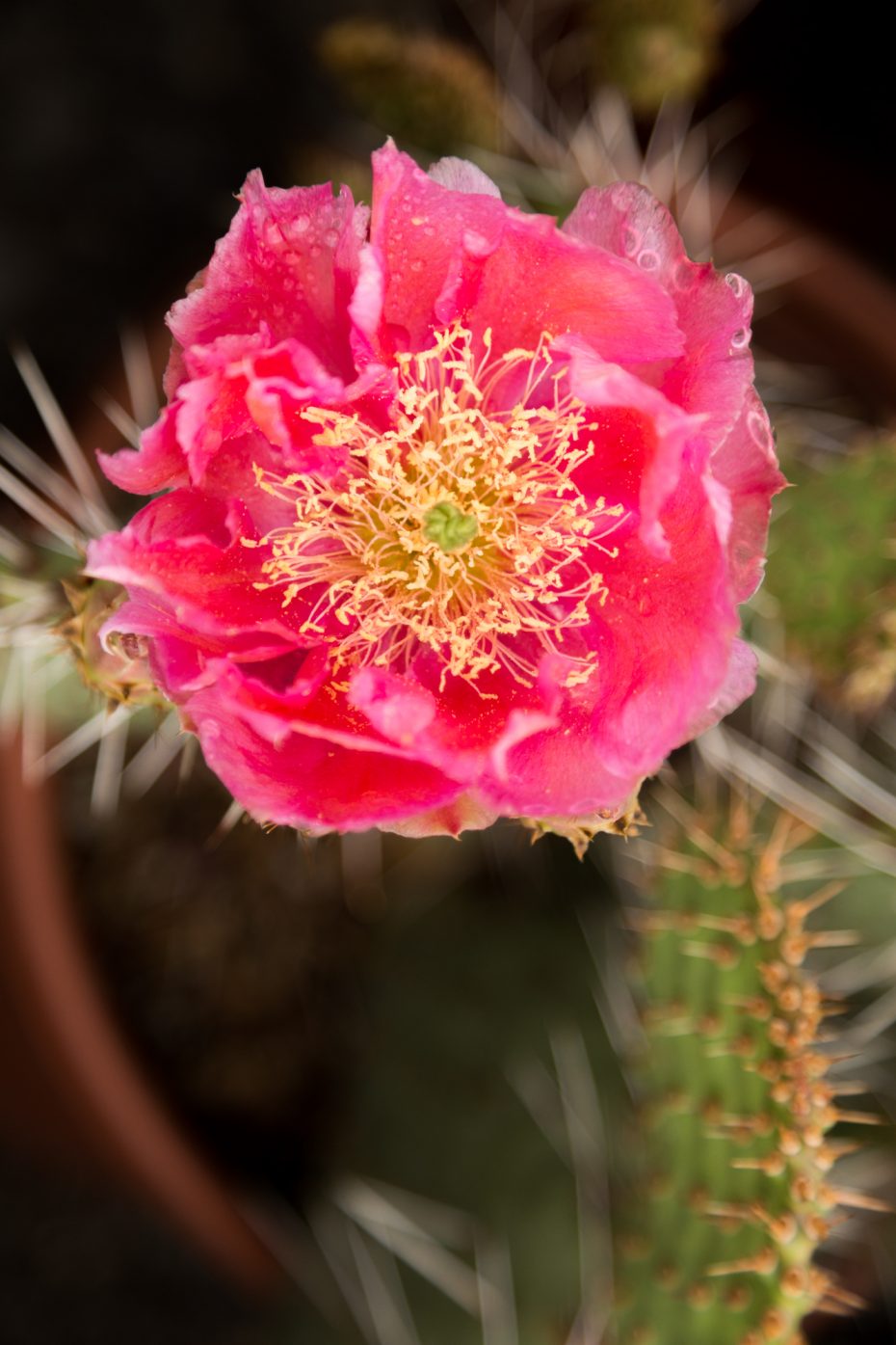 bright pink magenta cold hardy opuntia desert skies flower