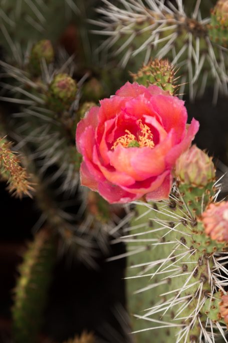 ombre red orange cactus flower opuntia desert skies