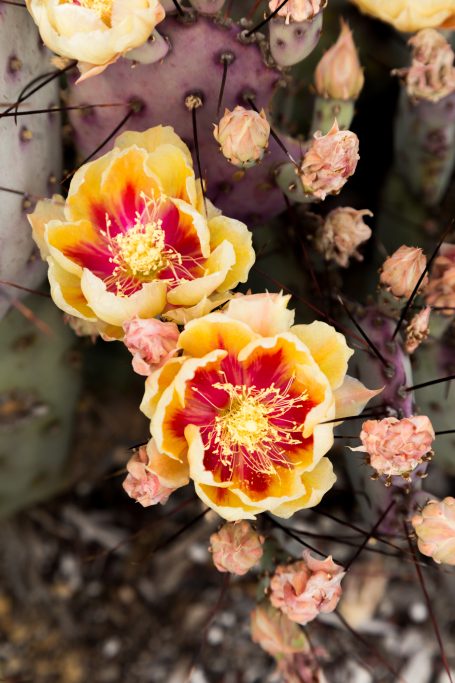 red yellow cactus flower opuntia macrocentra purple