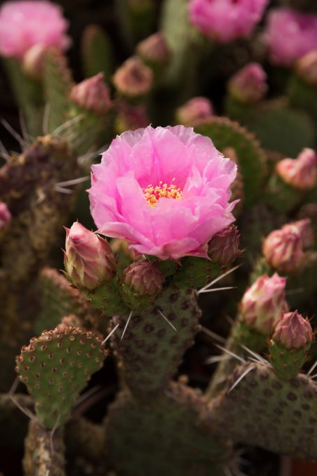 light magenta opuntia cactus flower nel patel