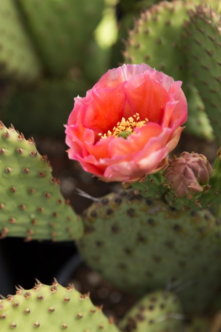 deep orange pink opuntia cold hardy cactus flower