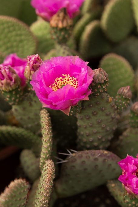 bright magenta cactus flower cold hardy opuntia party favor