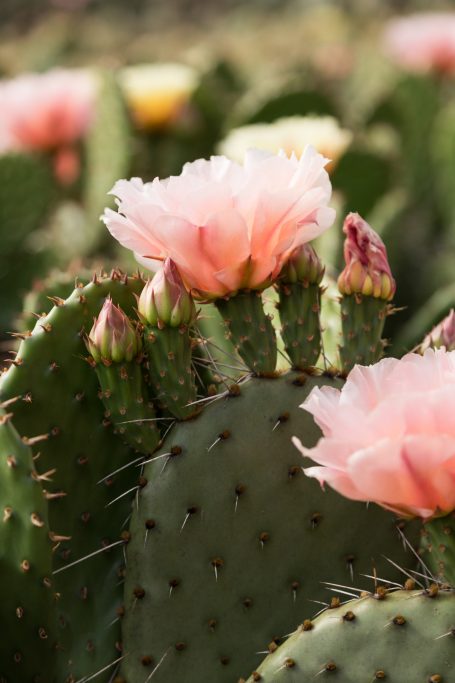 soft pink opuntia cactus flower peach pina colada