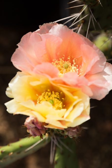 opuntia pina colada cactus flowers close up macro