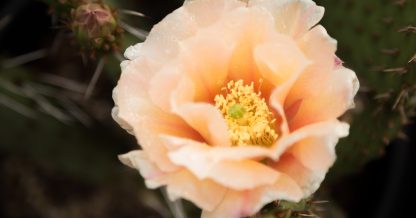 soft peach opuntia cactus flower pina colada cold hardy