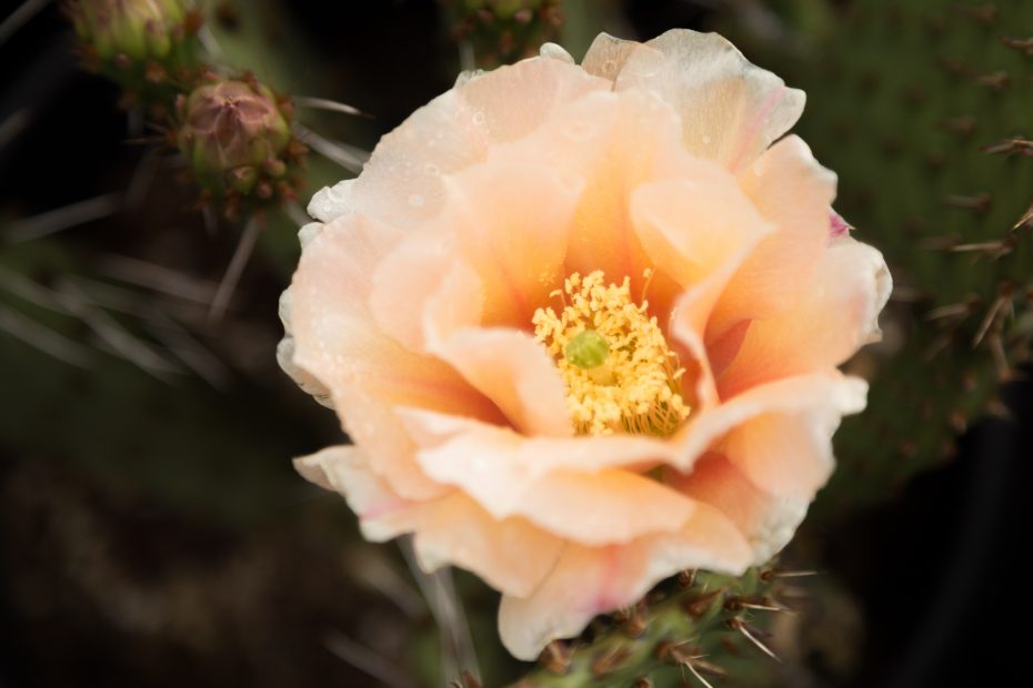 soft peach opuntia cactus flower pina colada cold hardy