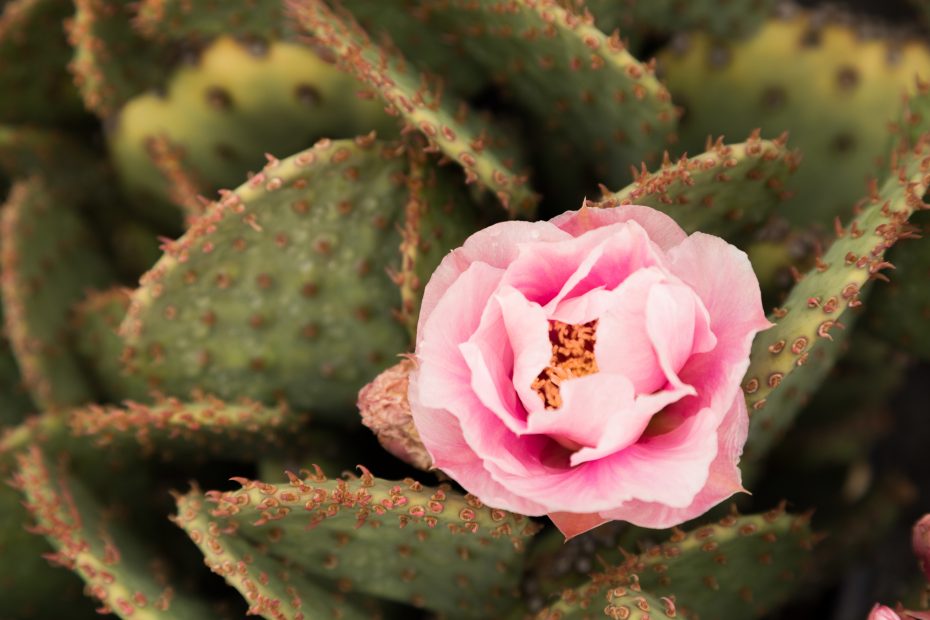 rose-like cactus flower opuntia pink frost