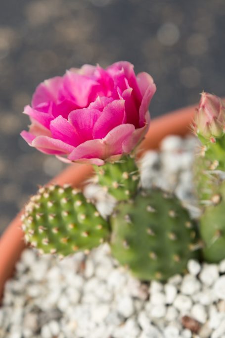 magenta miniature cactus pads flower