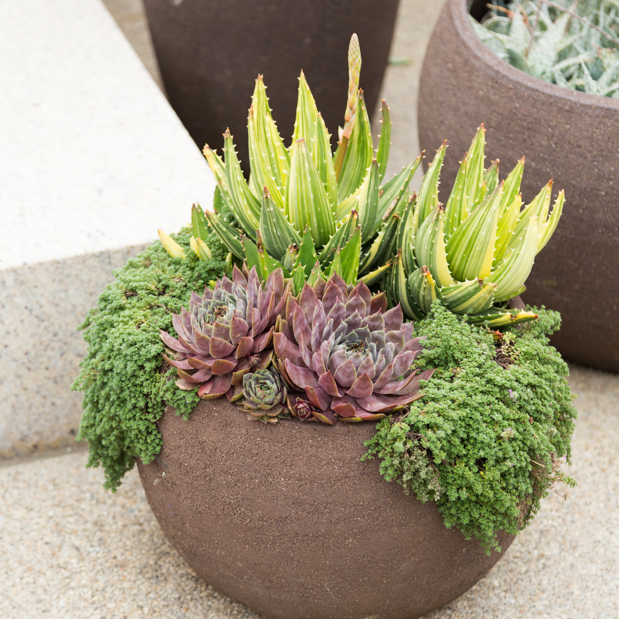 outdoor plants succulents arrangement huntington gardens