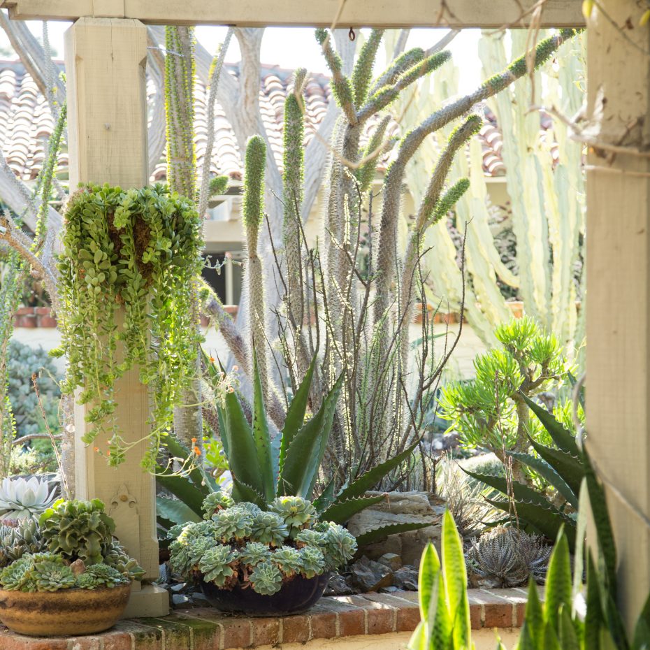 outdoor succulent garden sherman gardesn