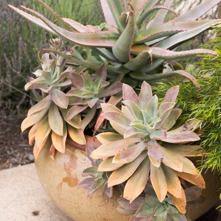 outdoor succulents color