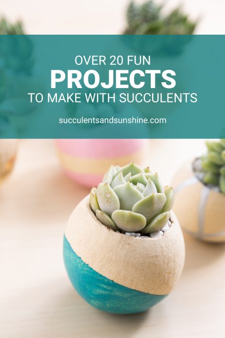 succulents in painted bell cups fun projects to make