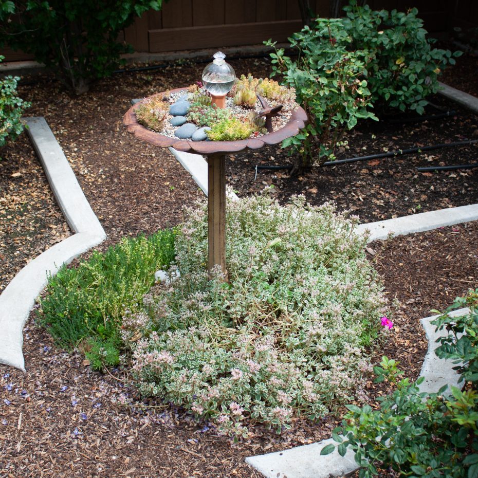 overgrown sedums bird bath cold hardy succulents