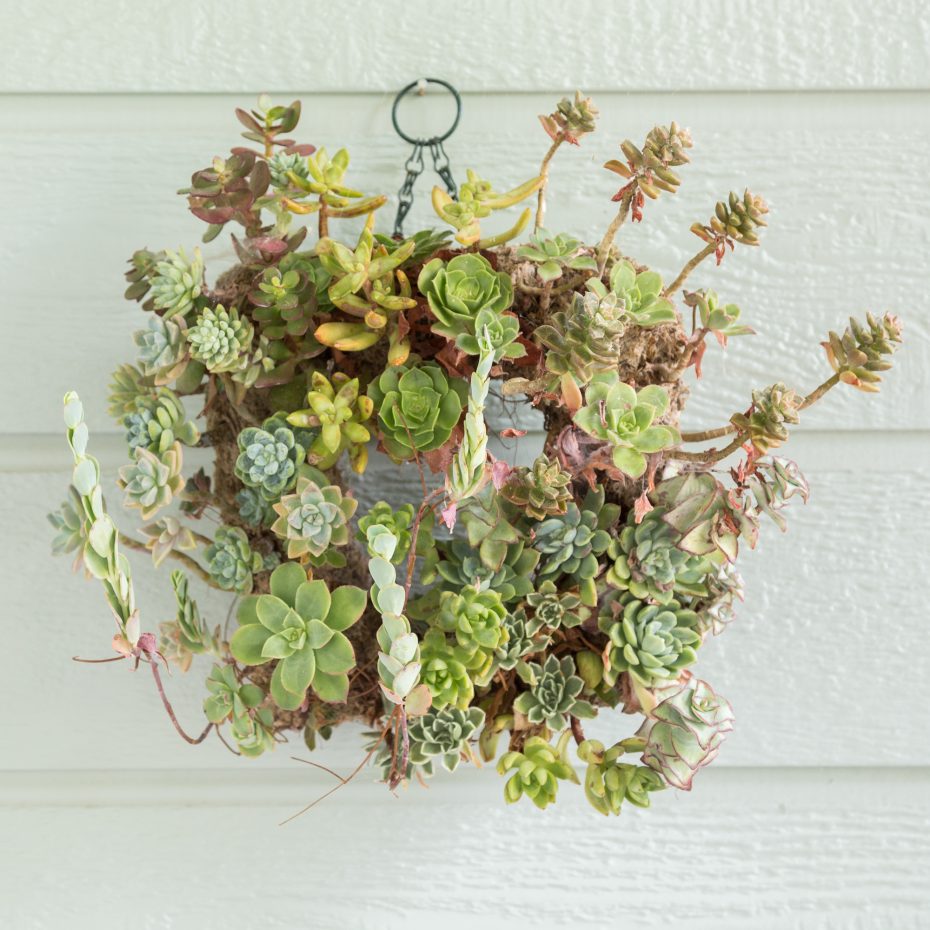 overgrown succulent wreath