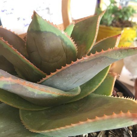 overwatered rotting aloe moving succulent