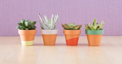 painted terra cotta pots for succulents