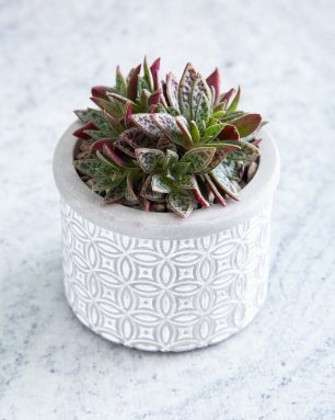 patterned concrete planter