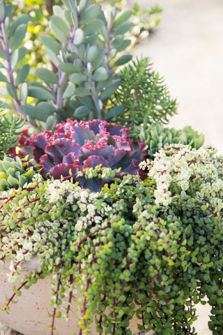 photography tips succulents