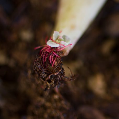 tiny succulent leaf baby propagation pink roots