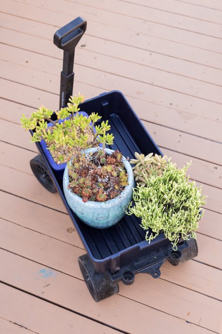 plant trolly moving succulents