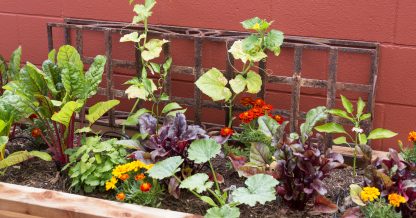 vegetable garden raised planter box