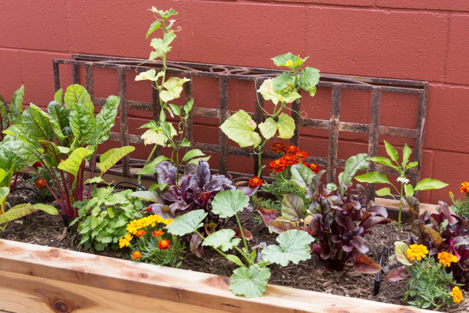 vegetable garden raised planter box