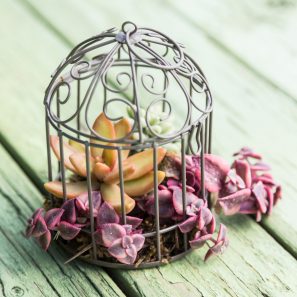 planting succulents birdcage