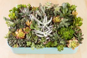 planting succulents blue ikea cart