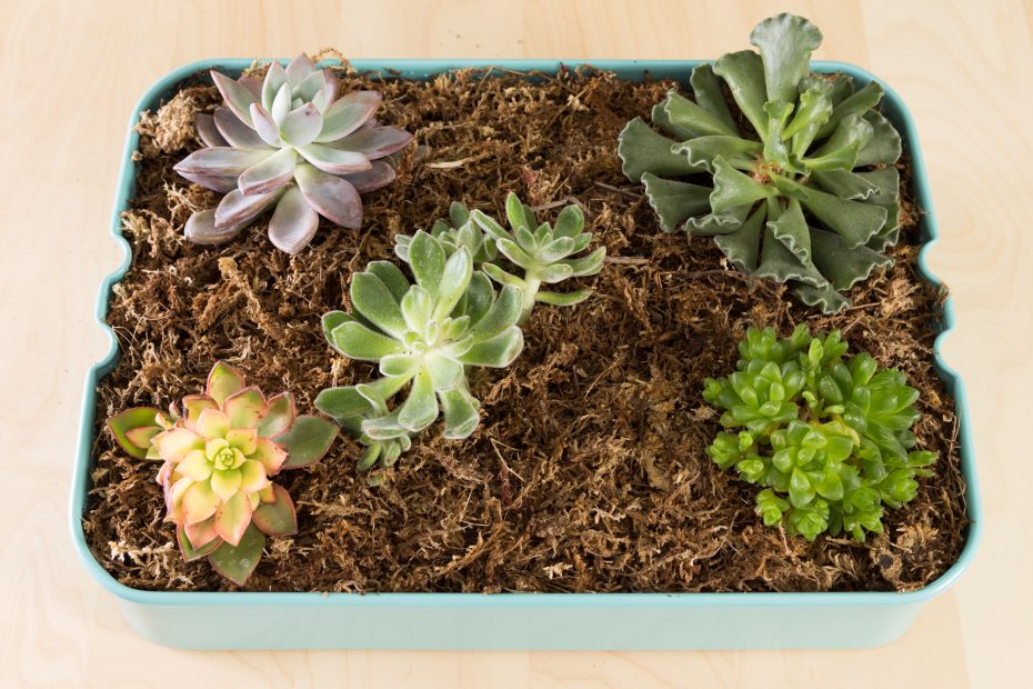 planting succulents sphagnum moss ikea cart