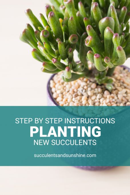 instructions for planting new succulents step by step tutorial gollum jade