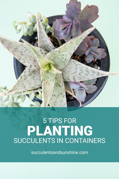 tips for planting succulents in containers arrangements potted aloe kalanchoe sedum purple white