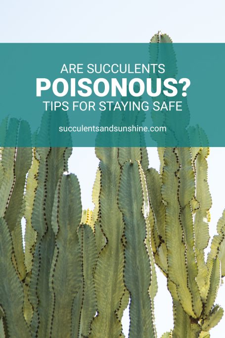 are succulents poisonous stay safe euphorbia