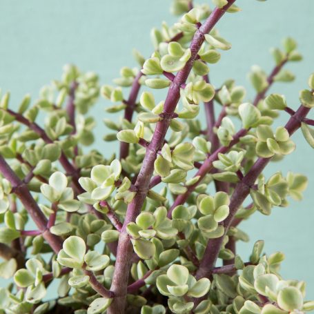 portulacaria afra variegata blue background