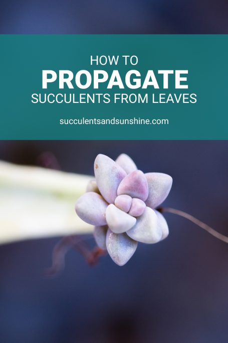 how to propagate succulents from leaves purple