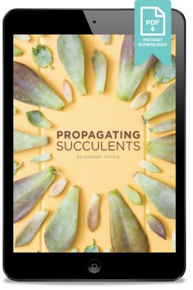 propagating succulents ebook