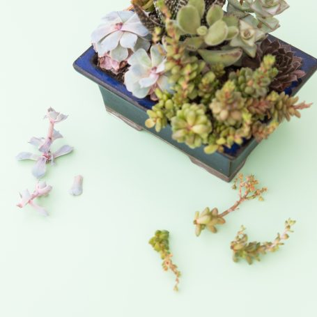 prune succulent in spring