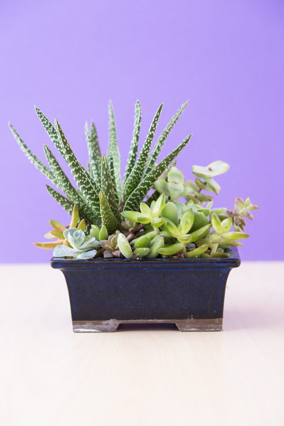 echeveria sedum crassula pruned succulent arrangement ready