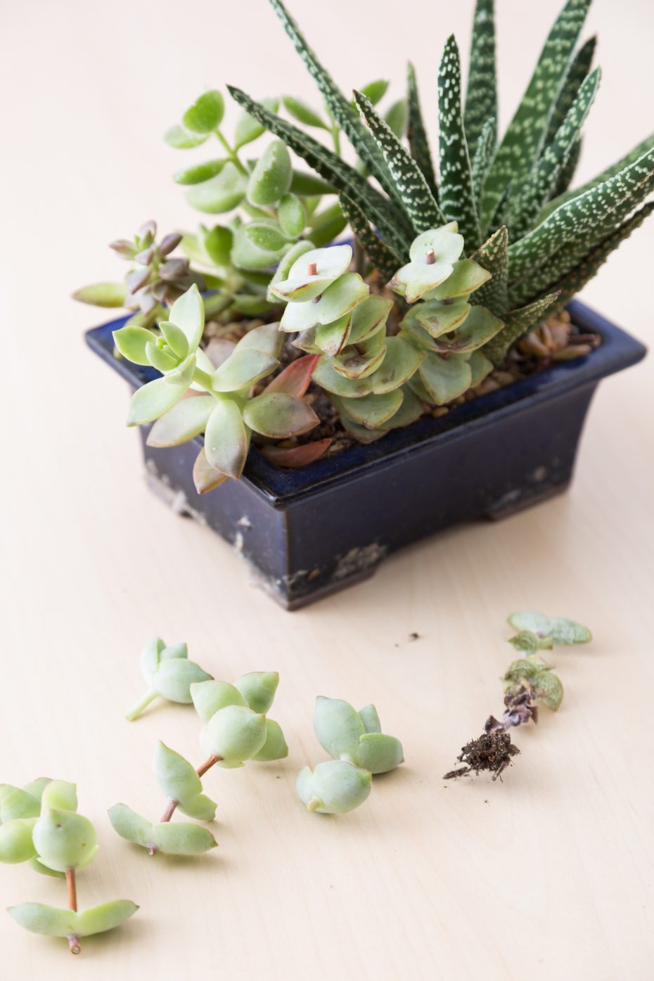 crassula perforata cuttings from pruned arrangement