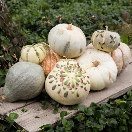 succulent leaves glued on pumpkins unique decorating idea